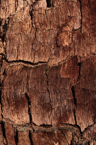 Image: Bark, tree, brown, roughness, background