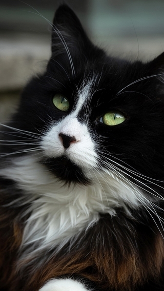 Image: Cat, muzzle, eyes, long-haired, black, white