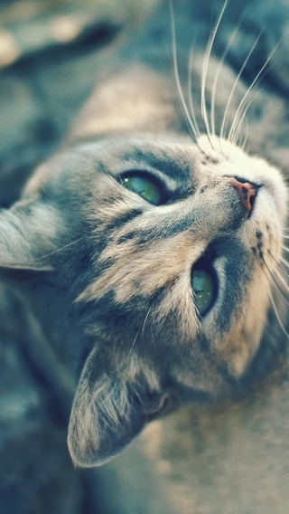 Картинка: Кот, кошка, глаза, взгляд, усы, шерсть, лапы, нос, отдыхает, лежит