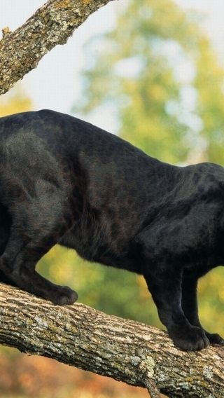 Image: Panther, cat, predator, leopard, tree, trunk, branch, black color