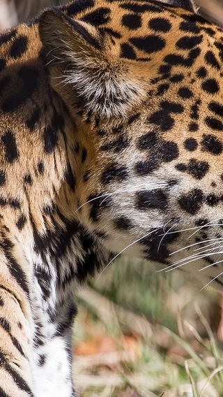 Картинка: Леопард, хищник, морда, глаз, шерсть, пятна, профиль
