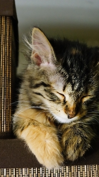 Картинка: Котёнок, отдых, сон, листья
