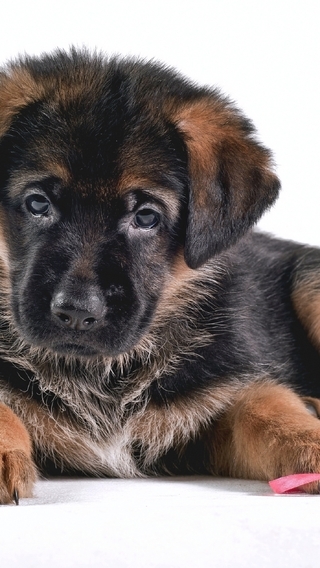 Image: Puppy, shepherd, muzzle, breed, white background