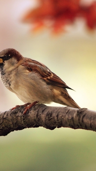 Image: Bird, sparrow, feathers, sitting, branch, blur, autumn