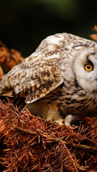 Image: Owl, big, eyes, yellow, branches, plant