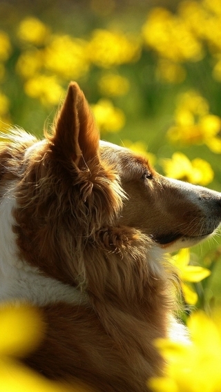 Image: Red, dog, field, flowers, yellow, sun