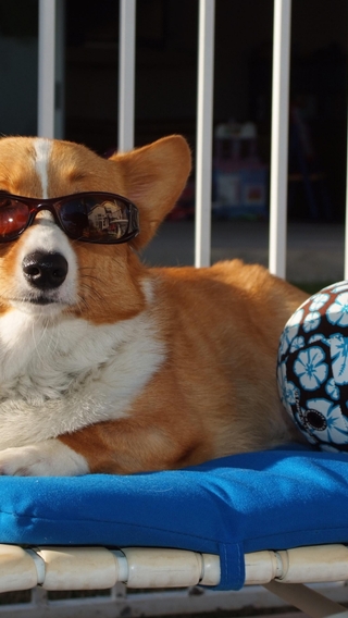 Картинка: Собачка, очки, мяч, лежит
