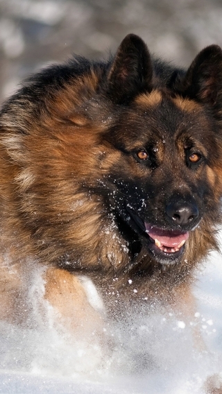 Картинка: Собака, немецкая овчарка, длинношерстная, бег, снег