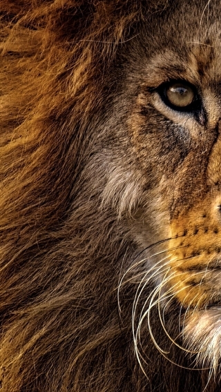 Картинка: Лев, король, царь зверей, морда, хищник, грива