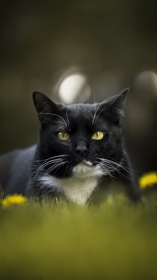 Image: Cat, black, sitting, grass, dandelions, muzzle, whiskers, white spot, reflections, blur, in center