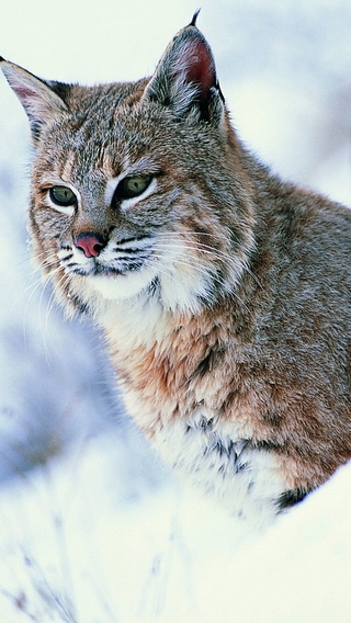 Image: Lynx, winter, snow