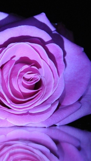 Image: Rose, flower, petals, color, reflection, black background