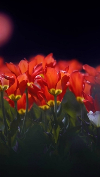 Картинка: Тюльпаны, цветы, красные, стебли, листья, размытость