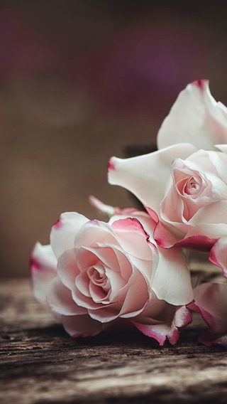 Картинка: Розы, букет, три, цветы, розовые