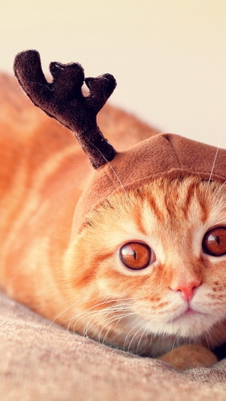 Картинка: Кот, рыжий, глаза, шапка, рога, испуганность