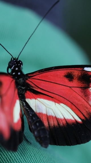 Картинка: бабочка, красота, природа