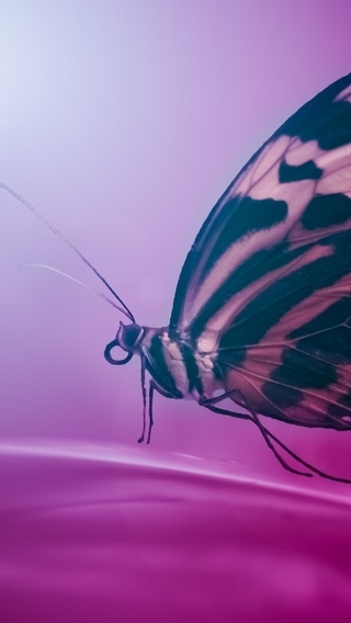 Картинка: Бабочка, крылья, сидит, цветок, цвет, пурпурный