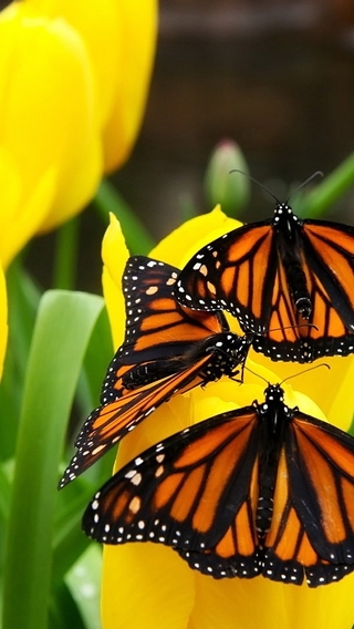 Картинка: Бабочки, жёлтые, тюльпаны, цветы