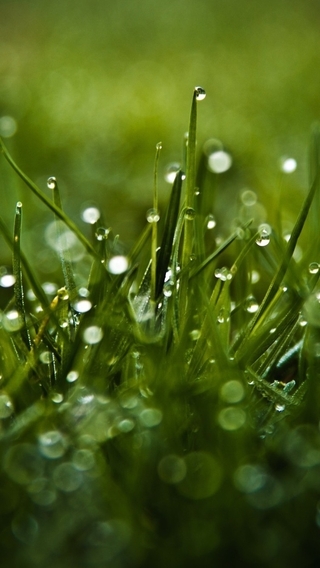 Картинка: Трава, зелёная, капли, вода, роса, блики