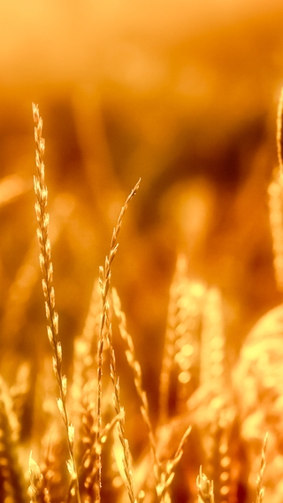 Картинка: Колосья, пшеница, камыш, трава, стебли, свет