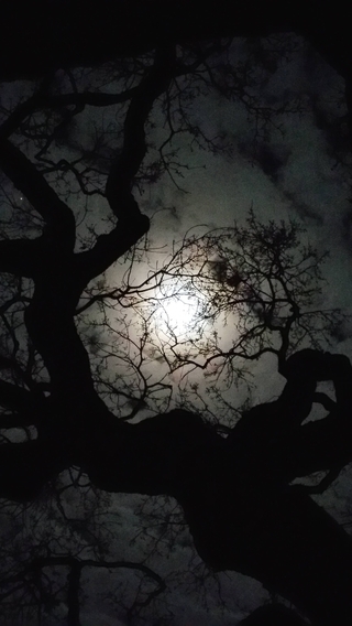 Картинка: Ночь, дерево, ветки, ствол, темень, свет, луна, облака