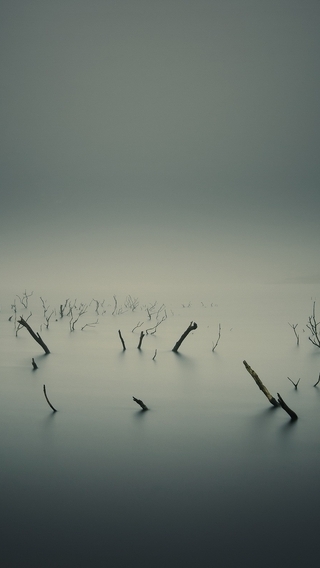 Image: Swamp, fog, branches, lake, water, roots
