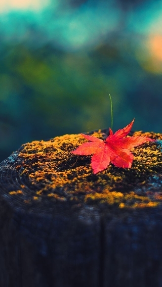 Image: Leaf, tree stump, autumn, bokeh, blur