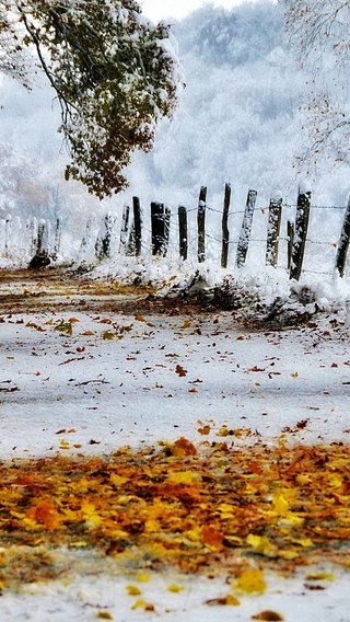 Картинка: Снег, жёлтые листья, деревья, дорога, забор