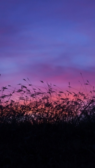 Картинка: Камыш, растение, закат, небо, вечер