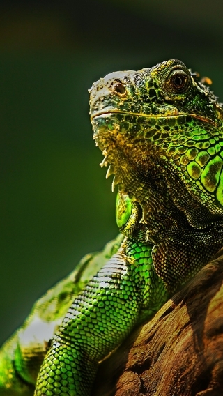 Картинка: Ящерица, рептилия, зелёная игуана, дерево, смотрит, греется