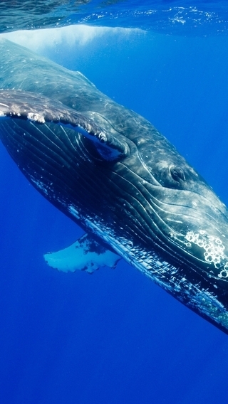 Картинка: Животное, Горбатый кит, кит, плавники, поверхность, ныряние, лучи, всплеск