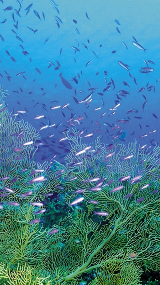 Картинка: Косяк рыб, кораллы, риф, водоросли, океан
