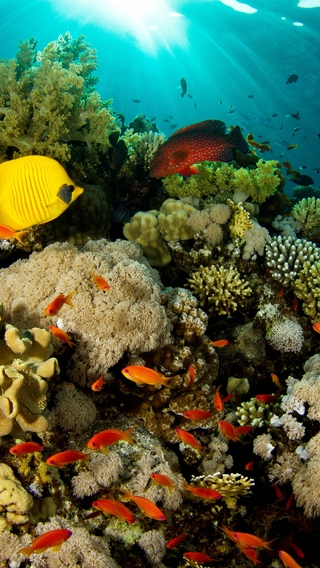 Image: Underwater, fish, coral, reef, surface, rays