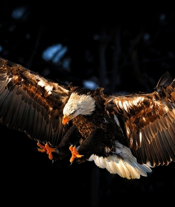 Image: Bald eagle, eagle, flying, wings, predator, bird, dark background