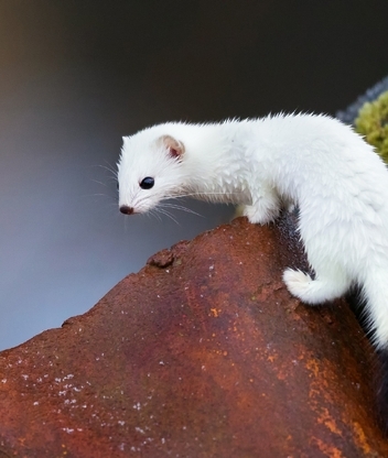 Image: Animal, weasel, muzzle, white