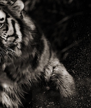 Image: Tiger, striped, predator, shadow, water, spray, black and white background