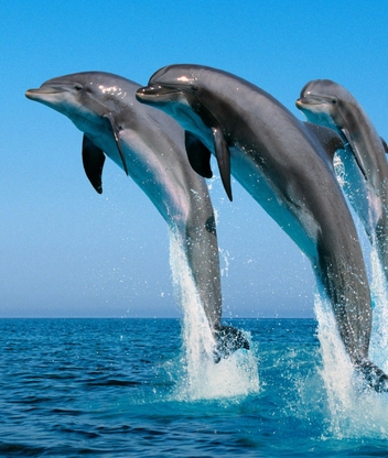 Image: animal, flock, dolphins