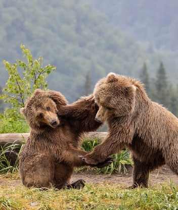 Картинка: Бурый, медведь, двое, пара, дерутся, лес, трава, деревья