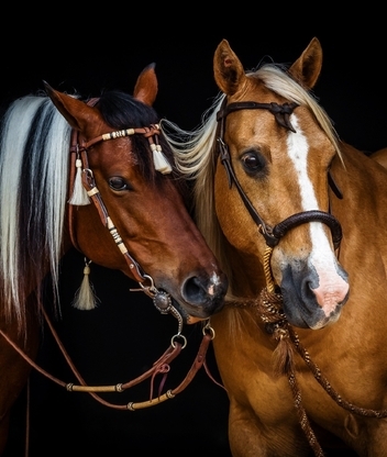 Картинка: Лошади, две, красивые, грива, узда