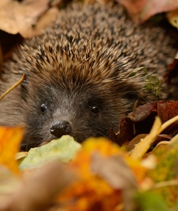 Image: Hedgehog, thorns, needles, eyes, nose, leaves, autumn
