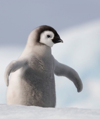 Image: Penguin, hatchling, head, eyes, Antarctica, snow