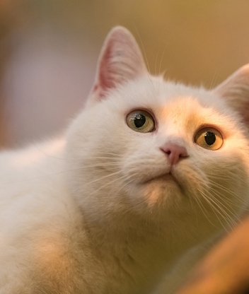 Картинка: Белая, кошка, морда, глаза, взгляд, листик