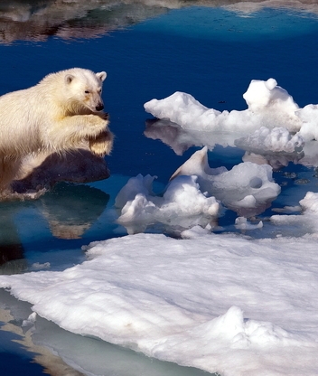 Картинка: Белый, медведь, хищник, шерсть, прыгает, снег, вода, таяние, Арктика