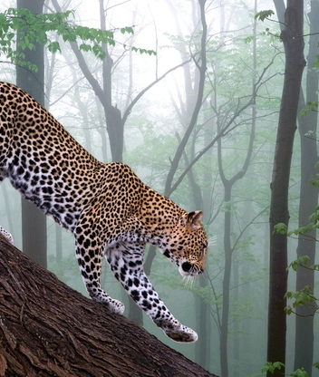 Картинка: Зверь, хищник, леопард, хвост, пятна, деревья, кора, листья, лес, природа