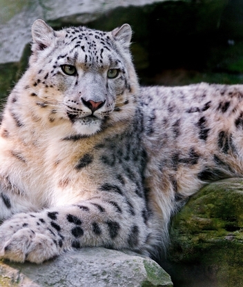 Image: Cat, resting, rests, rocks, Snow leopard