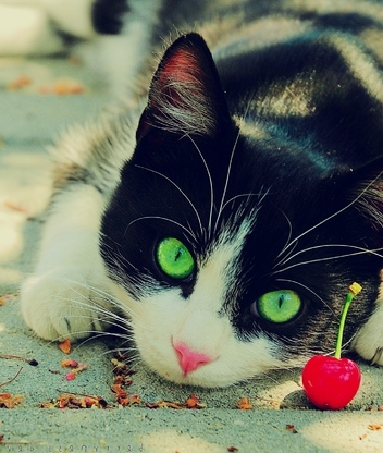 Image: Cat, view, green eyes, nose, mustache, wool, cherry
