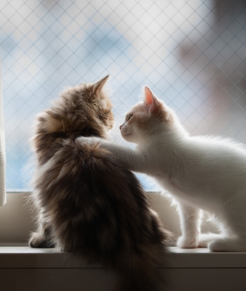 Image: Cat, fur, furry, communication, window, windowsill