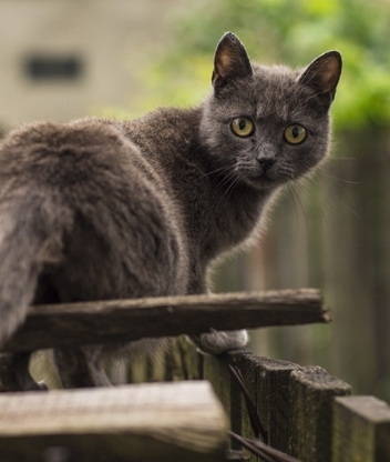 Image: Cat, goes, looks, fence, looking back