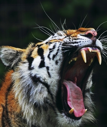 Картинка: Тигр, Грация, Красота