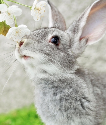 Картинка: Кролик, шерсть, серый, ушастик, мордочка, глаз, ветка, цветы, нюхает
